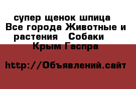 супер щенок шпица - Все города Животные и растения » Собаки   . Крым,Гаспра